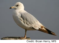 Ring-billed Gull