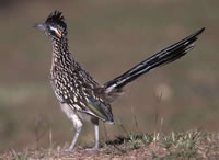 Greater Road Runner