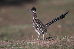 Roadrunner
