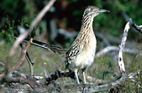 Greater Road Runner