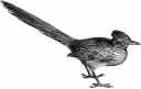 Greater Roadrunner