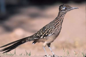 Greater Road Runner