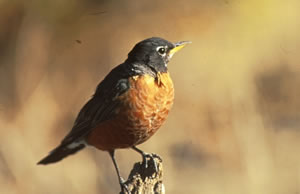 American Robin