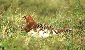 Rock Ptarmigan