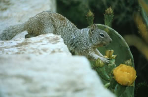 Rock Squirrel