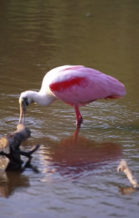 Roseate Spoonbill