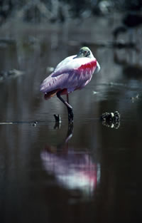 Roseate Spoonbill
