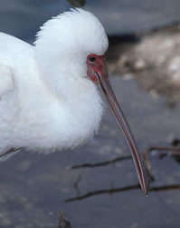 Roseate Spoonbill