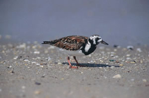 Ruddy Turnstone