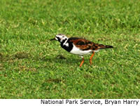 Ruddy Turnstone
