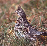 Ruffed Grouse