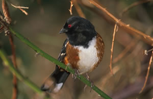 Rufous Sided Towhee