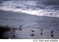 Sanderling