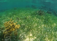 Sea Grass