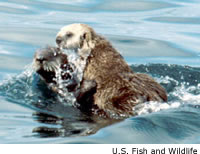 Sea Otter