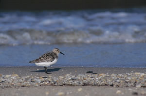 Semipalmated Sandpiper
