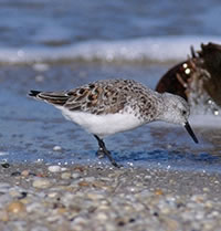 Semipalmated Sandpiper
