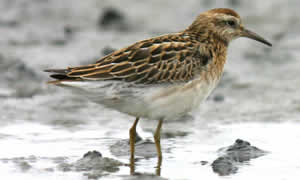 Sharp-tailed Sandpiper