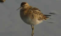 Sharp-tailed Sandpiper