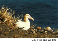 Short-tailed Albatross