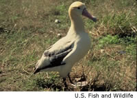 Short-tailed Albatross