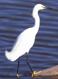 Snowy Heron