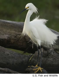 Snowy Egret