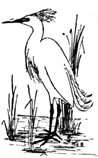 Snowy Egret