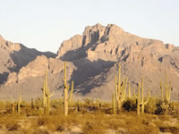 Sonoran Desert