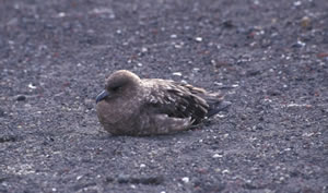 South Polar Skua