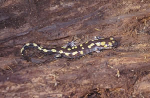 Spotted Salamander