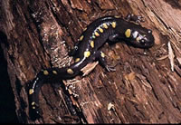 Spotted Salamander