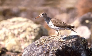 Spotted Sandpiper