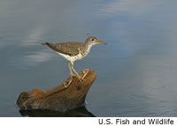 Spotted Sandpiper