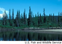 Spruce Forest