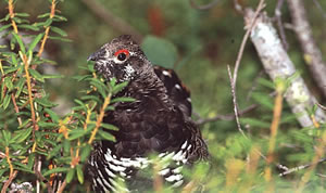 Spruce Grouse