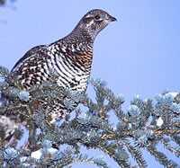 Spruce Grouse