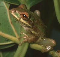 Squirrel Treefrog