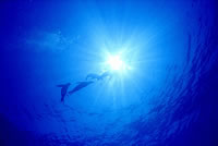 Seals in the Sunlit Zone