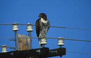 Swainson's Hawk