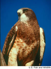 Swainson's Hawk