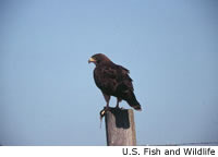 Swainson's Hawk