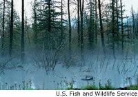 Swamp