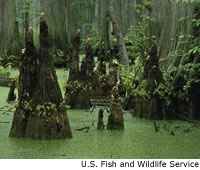 Cypress Swamp