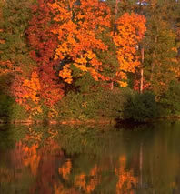 What Types Of Plants Live In The Temperate Deciduous Forest