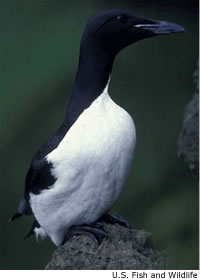 Thick-billed Murre