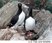 Thick-billed Murre