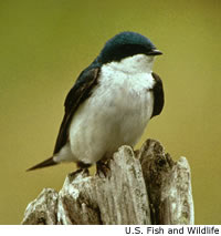 Tree Swallow