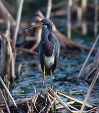 Tricolored Heron