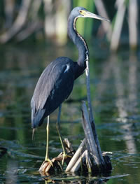 Tricolored Heron